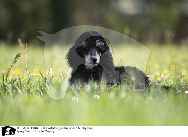 lying Giant Poodle Puppy / AH-01166