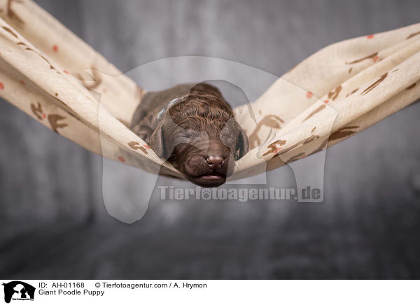 Giant Poodle Puppy / AH-01168