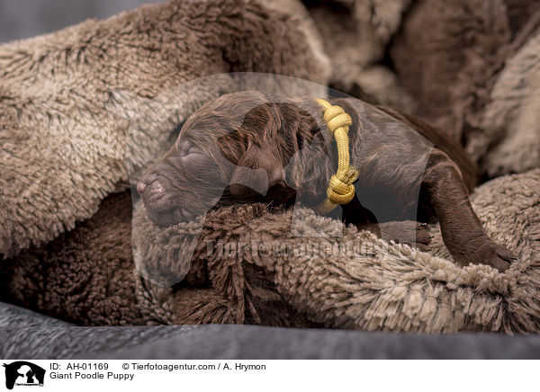 Giant Poodle Puppy / AH-01169