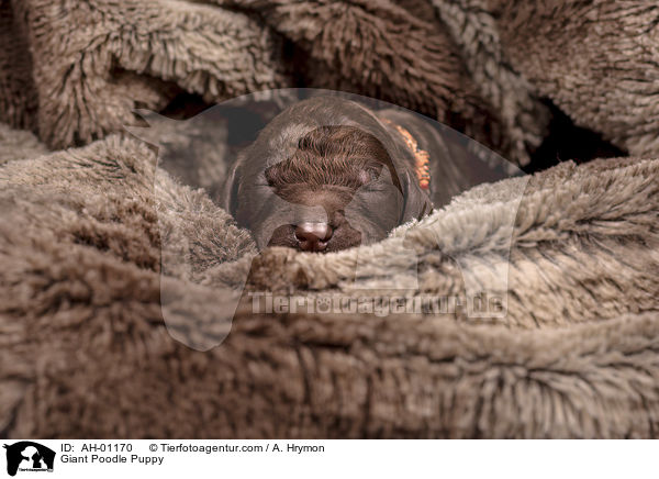 Giant Poodle Puppy / AH-01170