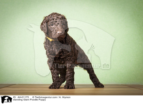 standing Giant Poodle Puppy / AH-01175