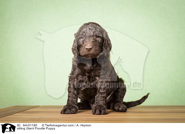 sitting Giant Poodle Puppy / AH-01180