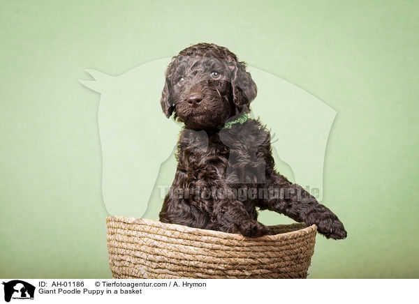 Giant Poodle Puppy in a basket / AH-01186