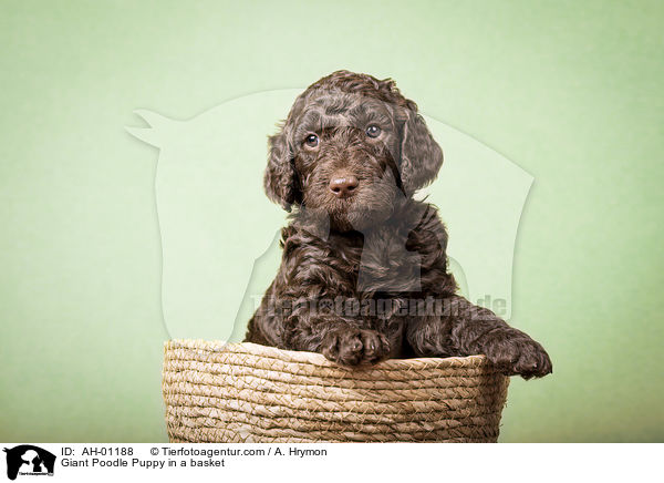 Gropudel Welpe in einem Krbchen / Giant Poodle Puppy in a basket / AH-01188