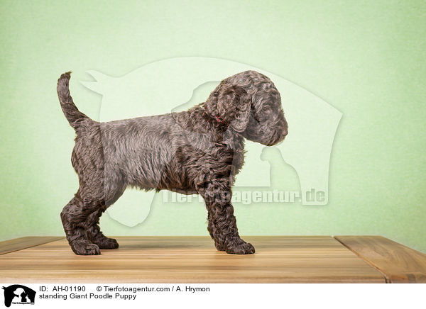standing Giant Poodle Puppy / AH-01190