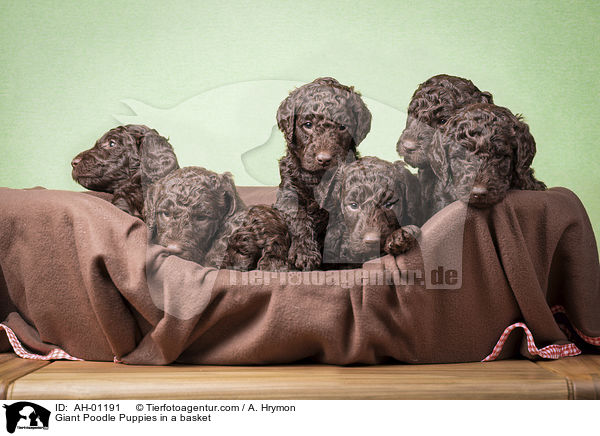 Giant Poodle Puppies in a basket / AH-01191
