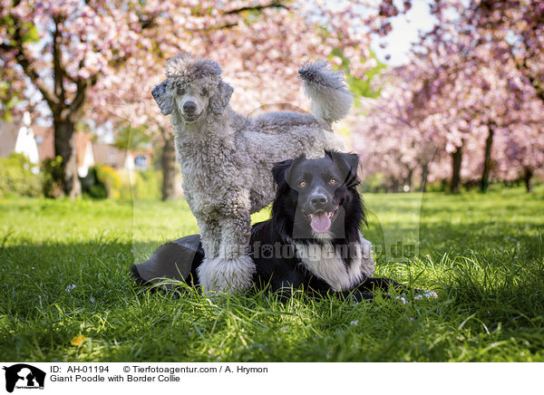 Giant Poodle with Border Collie / AH-01194
