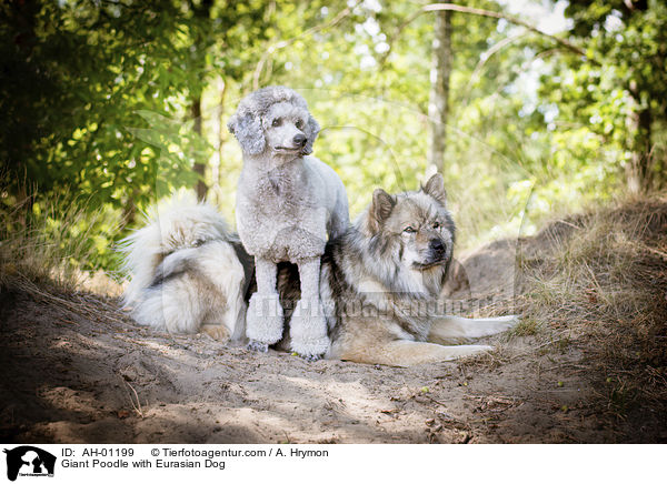 Giant Poodle with Eurasian Dog / AH-01199