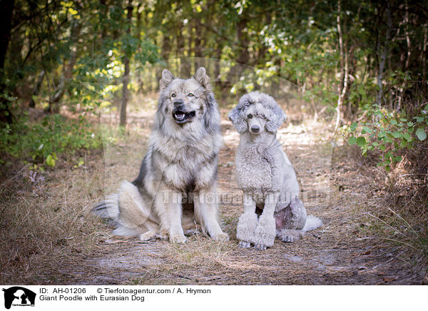 Giant Poodle with Eurasian Dog / AH-01206