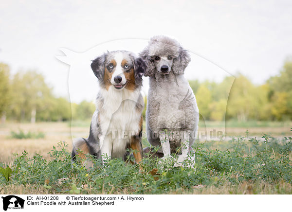 Giant Poodle with Australian Shepherd / AH-01208