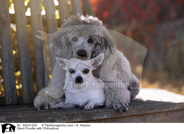 Giant Poodle with Chihuahua / AH-01220
