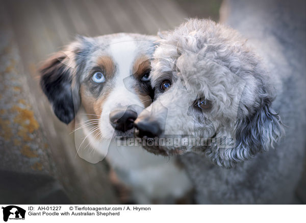 Giant Poodle with Australian Shepherd / AH-01227