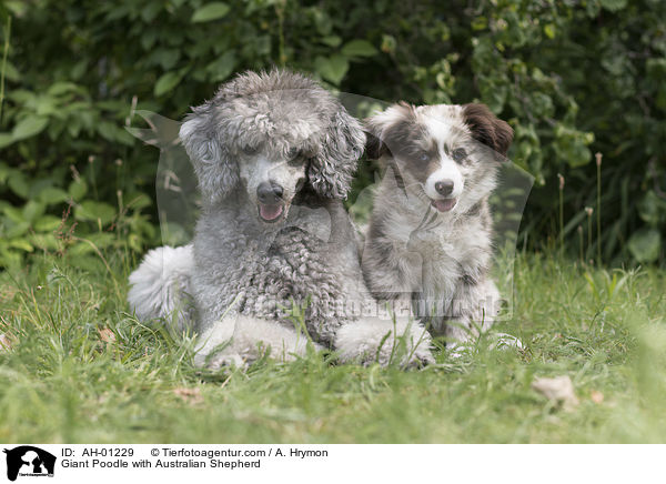 Giant Poodle with Australian Shepherd / AH-01229