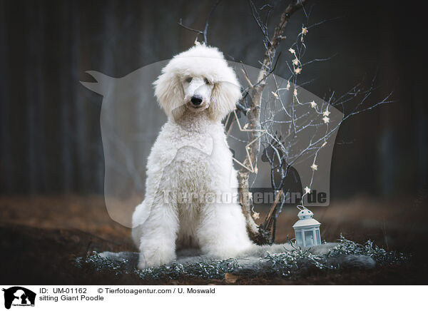 sitting Giant Poodle / UM-01162