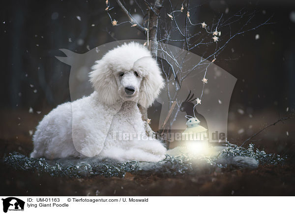 lying Giant Poodle / UM-01163