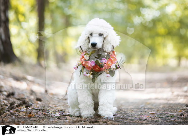 sitzender Gropudel / sitting Giant Poodle / UM-01240