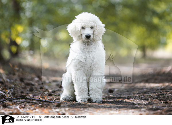 sitting Giant Poodle / UM-01244