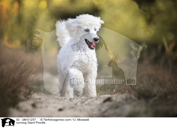 running Giant Poodle / UM-01257