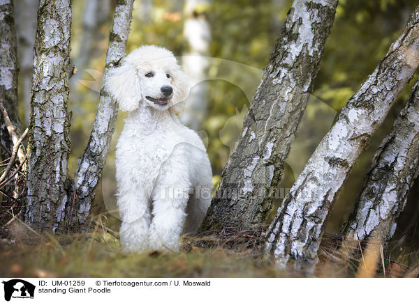 standing Giant Poodle / UM-01259