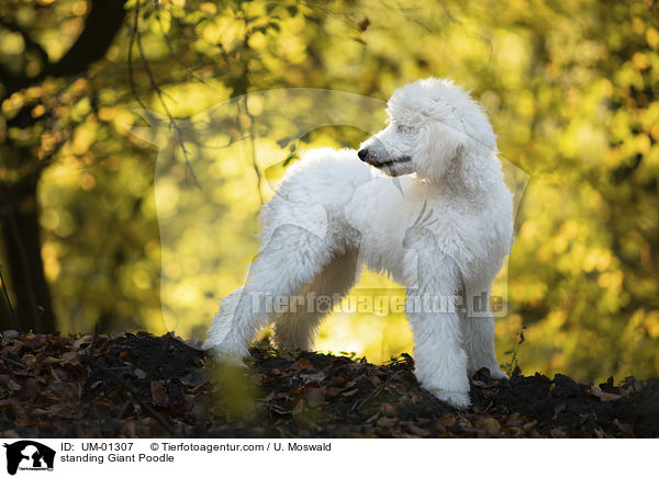 standing Giant Poodle / UM-01307
