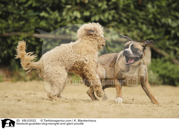 livestock-guardian-dog-mongrel and giant poodle / KB-03022