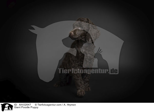 Giant Poodle Puppy / AH-02647