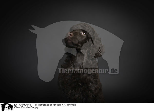 Giant Poodle Puppy / AH-02648