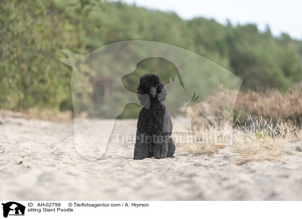 sitting Giant Poodle / AH-02799