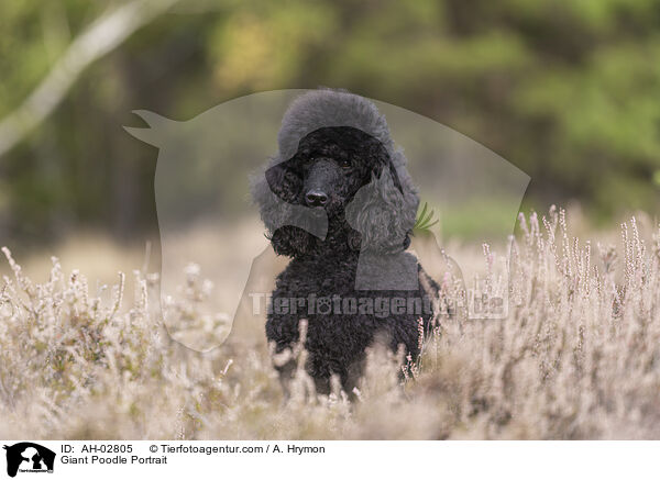 Giant Poodle Portrait / AH-02805