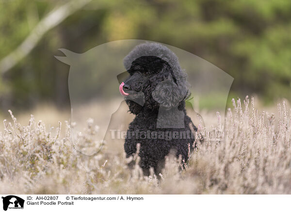 Giant Poodle Portrait / AH-02807