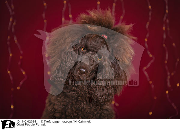 Giant Poodle Portrait / NC-02034