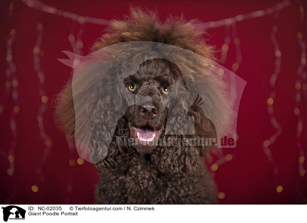 Giant Poodle Portrait / NC-02035
