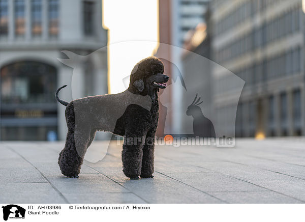 Giant Poodle / AH-03986