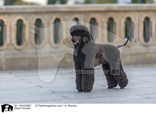 Giant Poodle / AH-03987