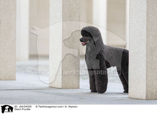Giant Poodle / AH-04000