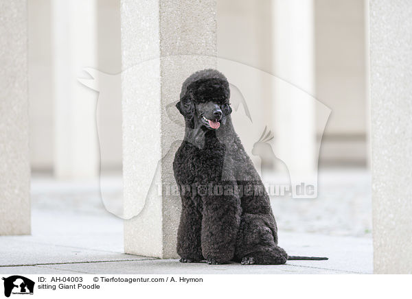 sitting Giant Poodle / AH-04003