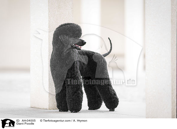 Giant Poodle / AH-04005