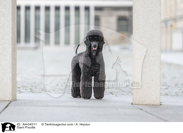 Giant Poodle / AH-04011