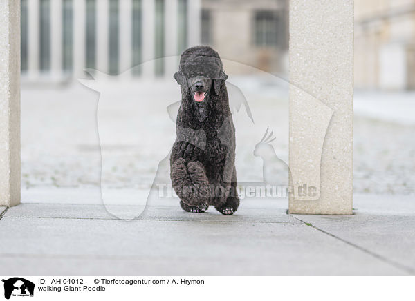 walking Giant Poodle / AH-04012