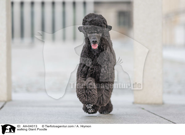 walking Giant Poodle / AH-04013
