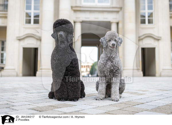 2 Poodles / AH-04017