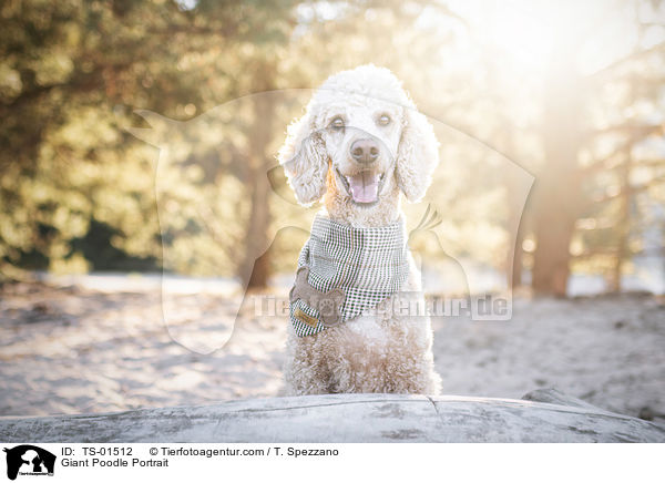 Giant Poodle Portrait / TS-01512