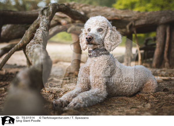 lying Giant Poodle / TS-01514