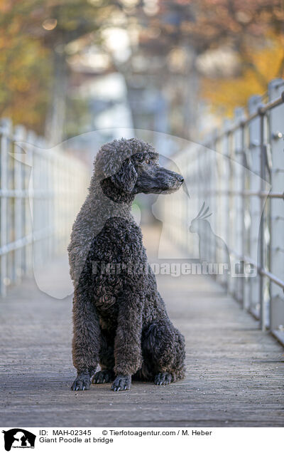 Giant Poodle at bridge / MAH-02345