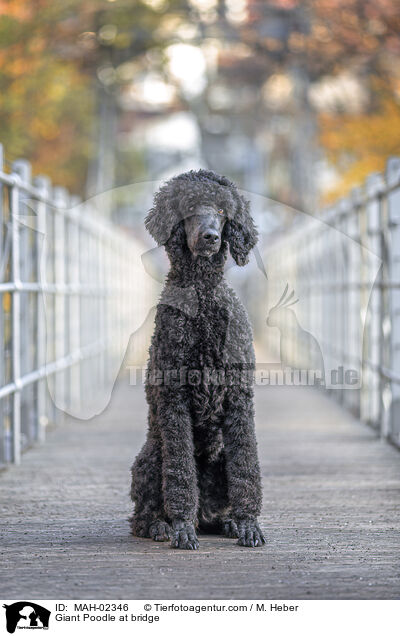 Giant Poodle at bridge / MAH-02346