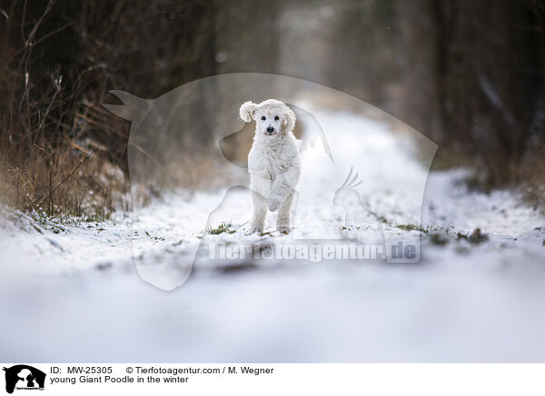 junger Gropudel im Winter / young Giant Poodle in the winter / MW-25305