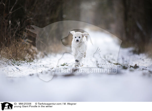 young Giant Poodle in the winter / MW-25306