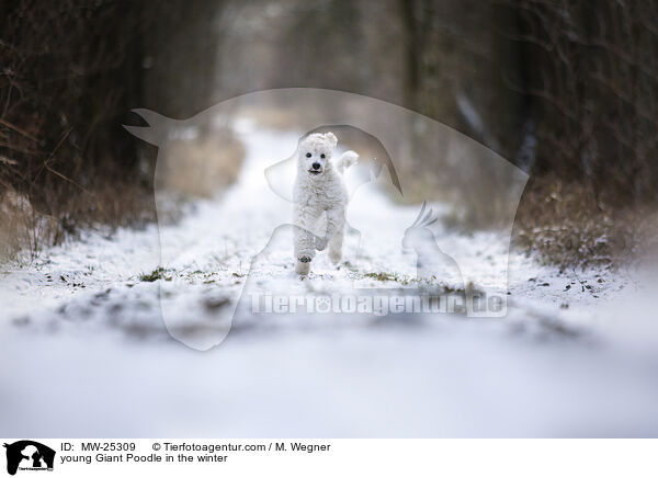 junger Gropudel im Winter / young Giant Poodle in the winter / MW-25309