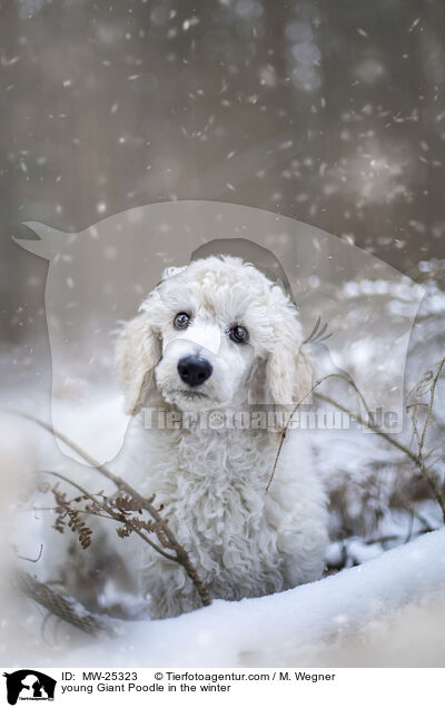 young Giant Poodle in the winter / MW-25323