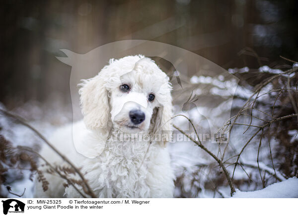 young Giant Poodle in the winter / MW-25325